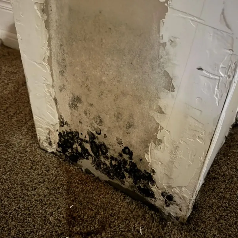 Professional Mold Removal in Beggs, OK